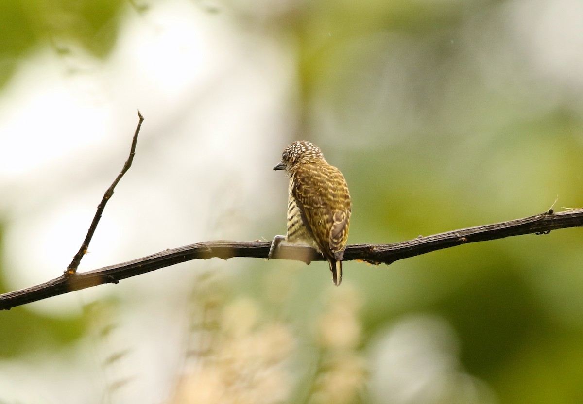Lafresnaye's Piculet - ML641147610