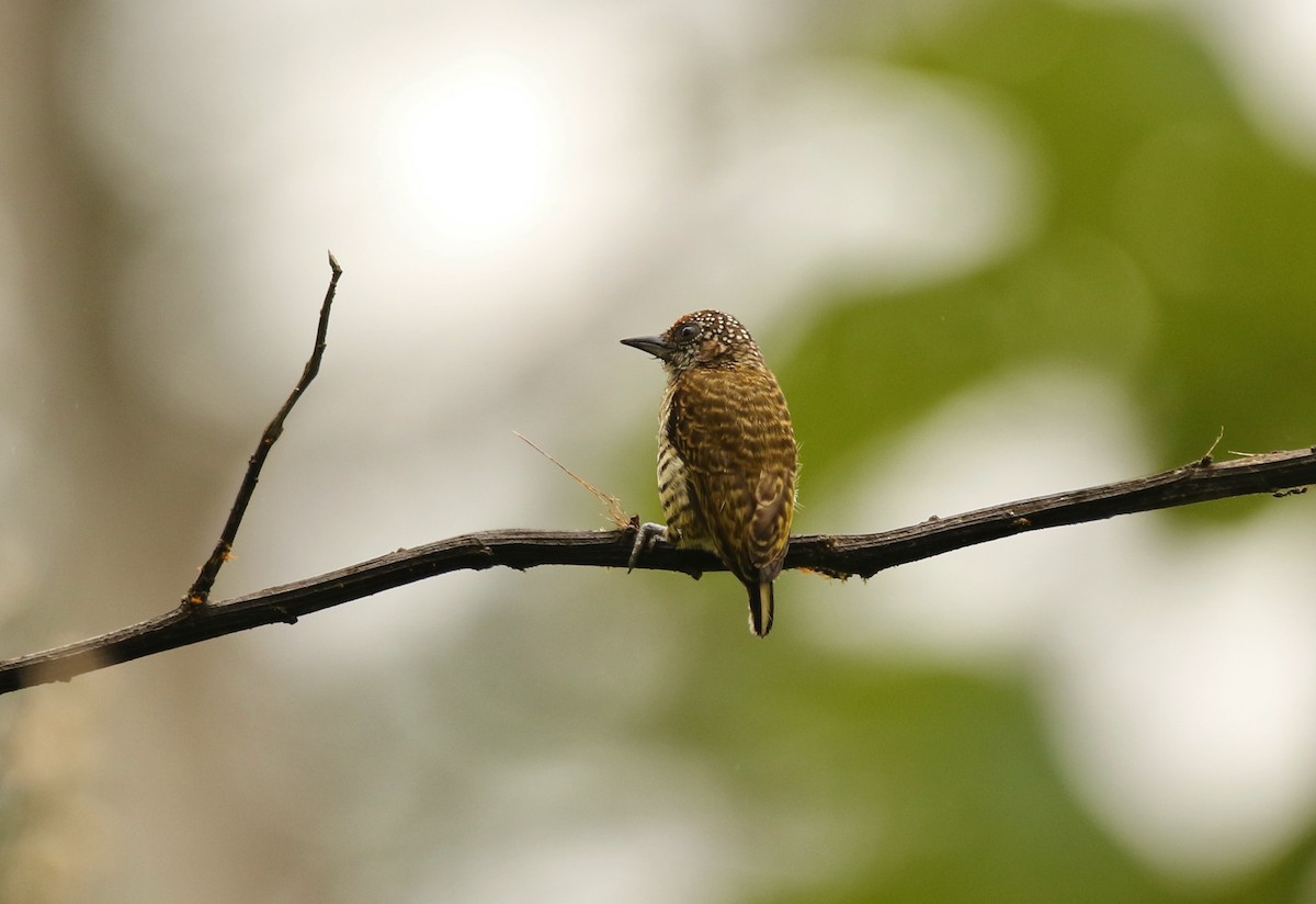 Lafresnaye's Piculet - ML641147611