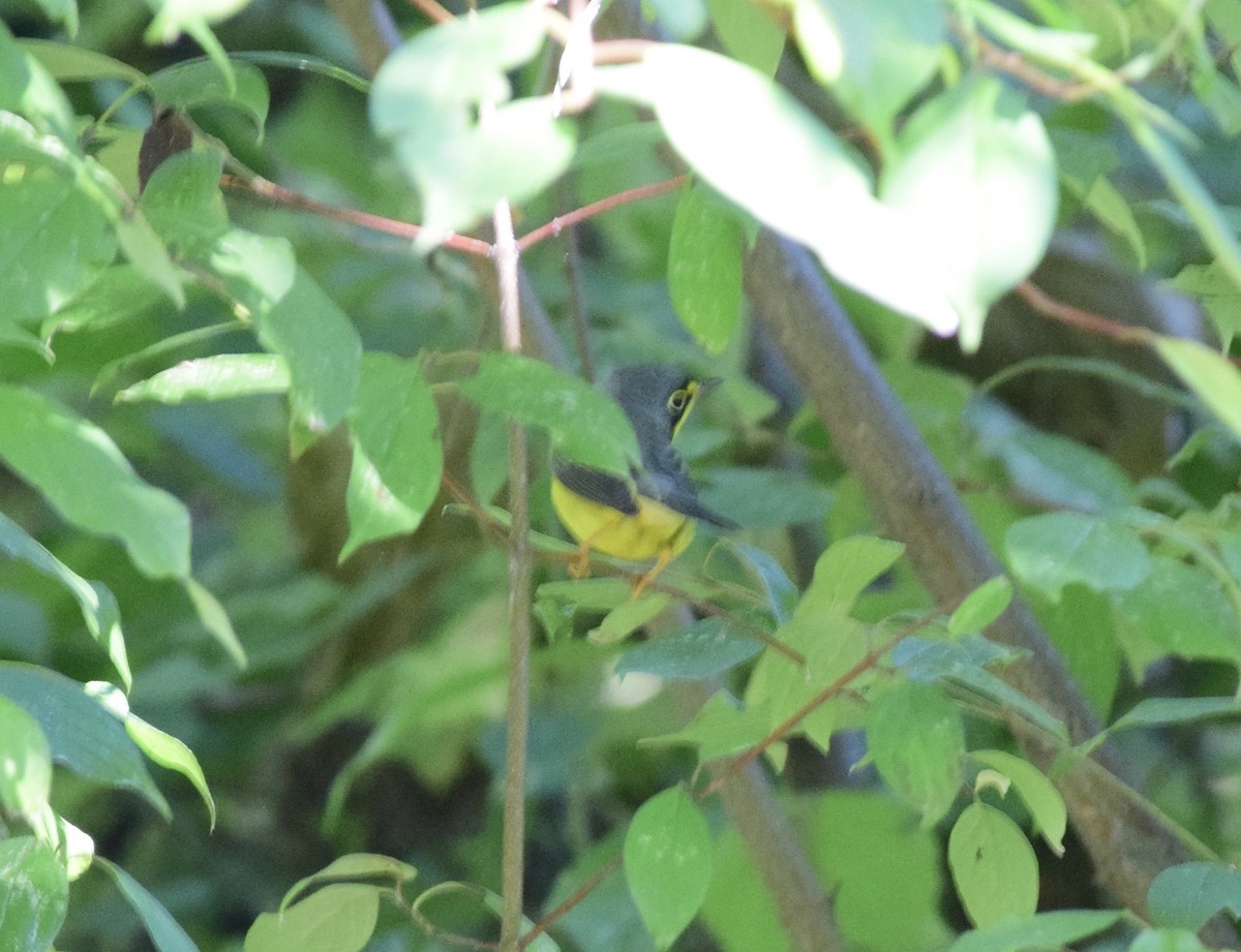 Canada Warbler - ML641147614