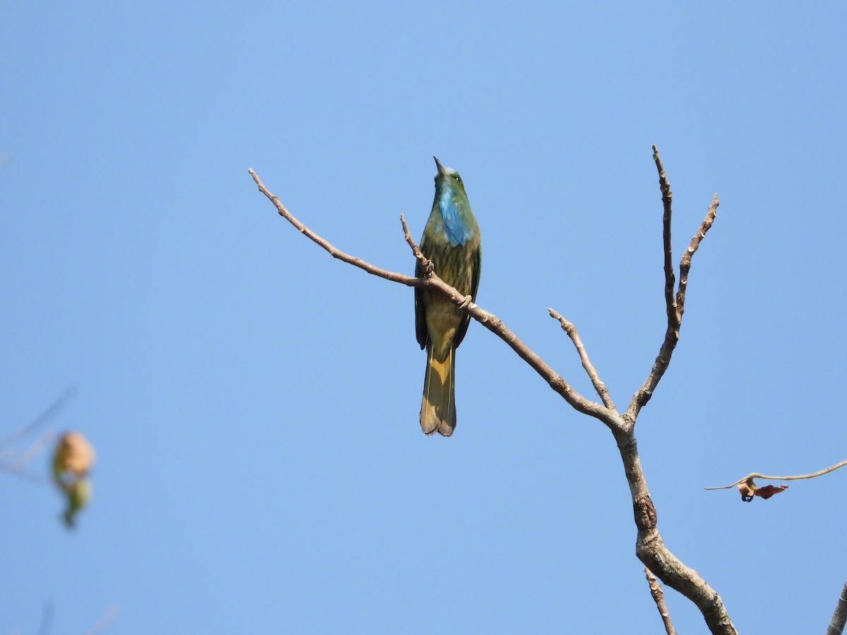 Blue-bearded Bee-eater - ML641147615
