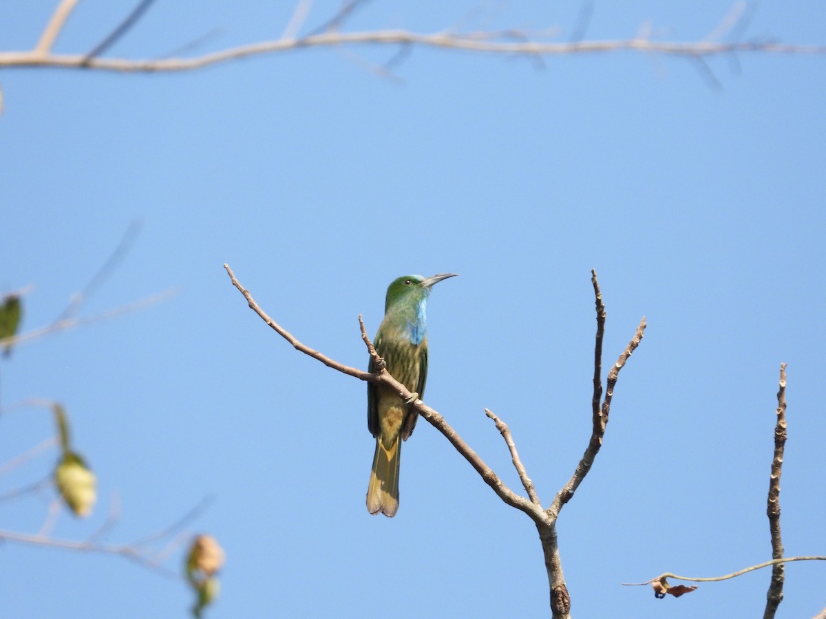Blue-bearded Bee-eater - ML641147616