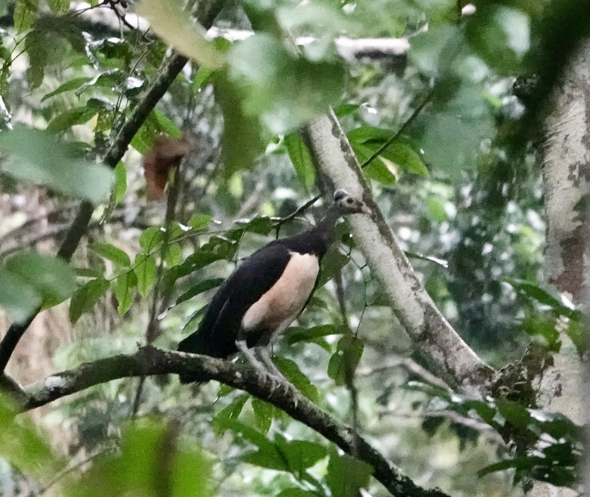 Maleo - ML641147646