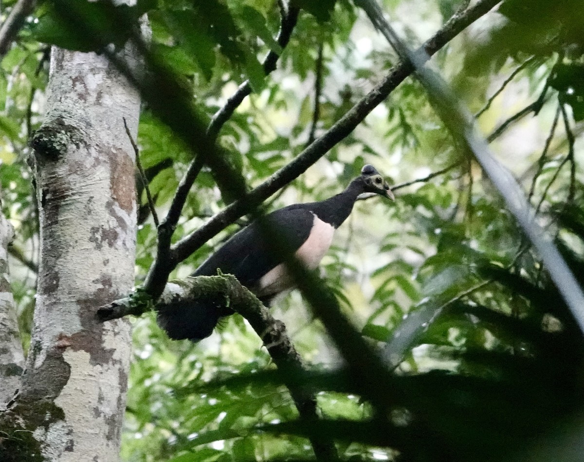Maleo - ML641147648