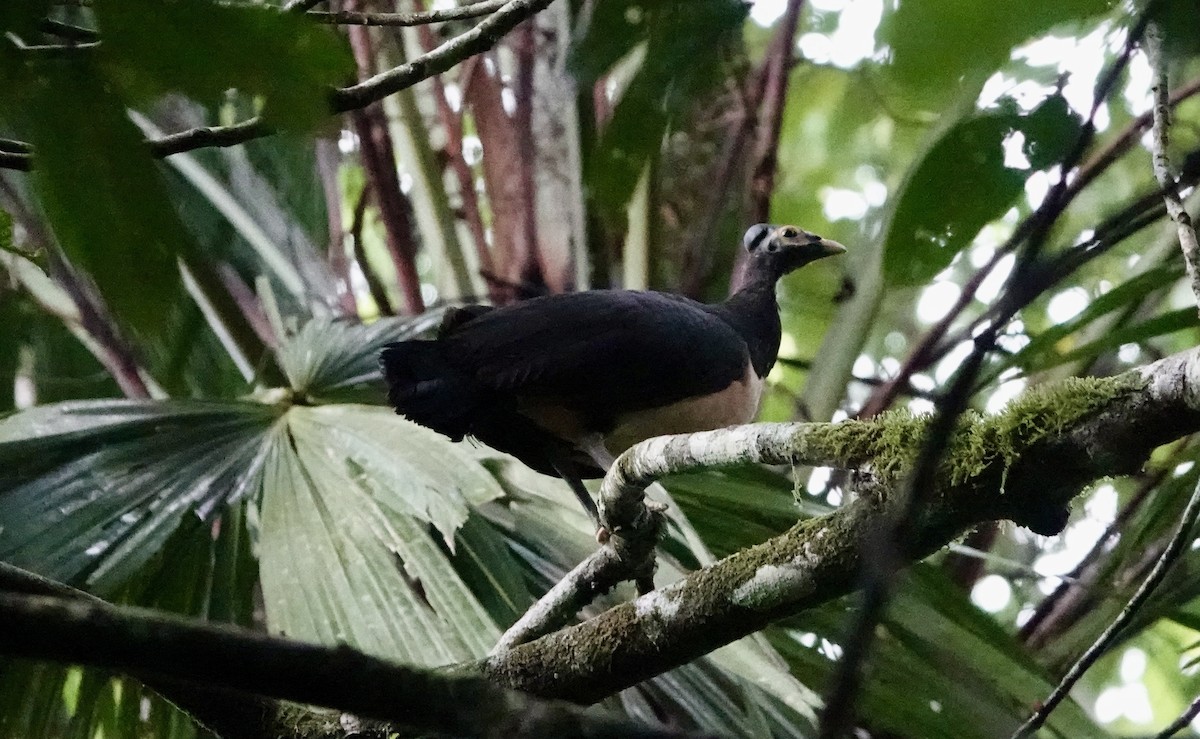 Maleo - ML641147649