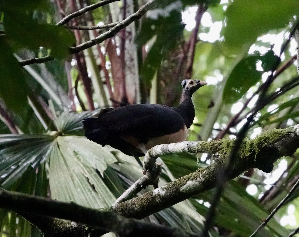 Maleo - ML641147650