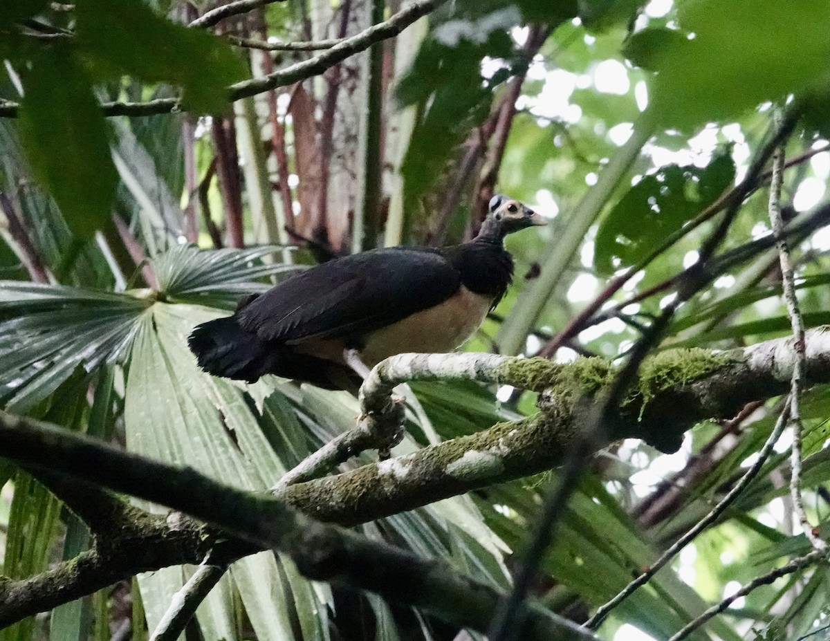 Maleo - ML641147651