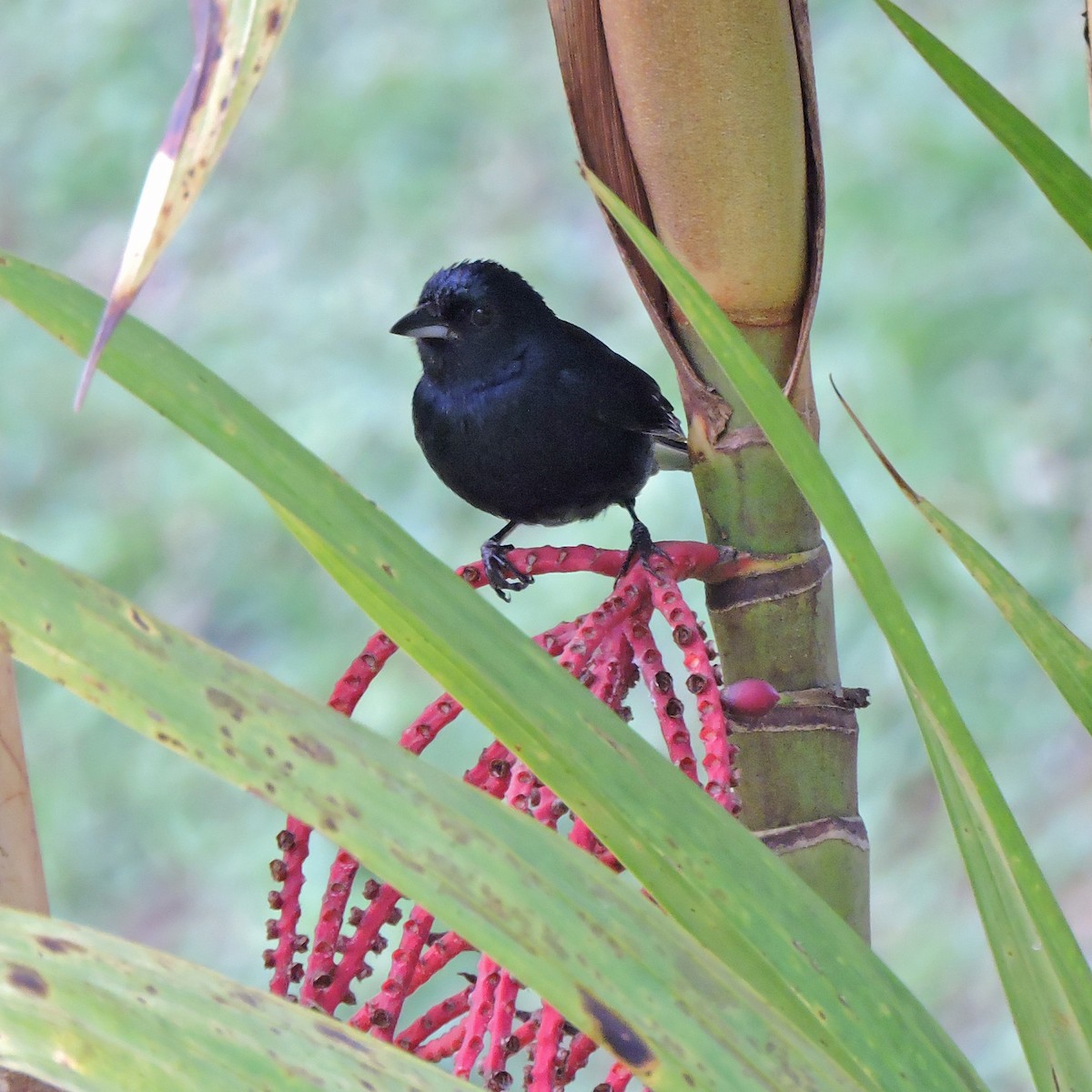 Ruby-crowned Tanager - ML641147658