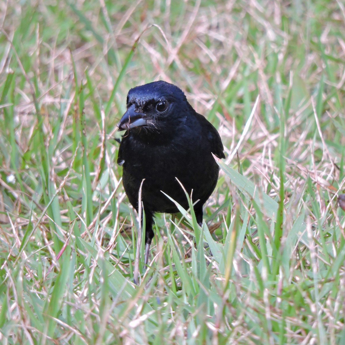 Ruby-crowned Tanager - ML641147659