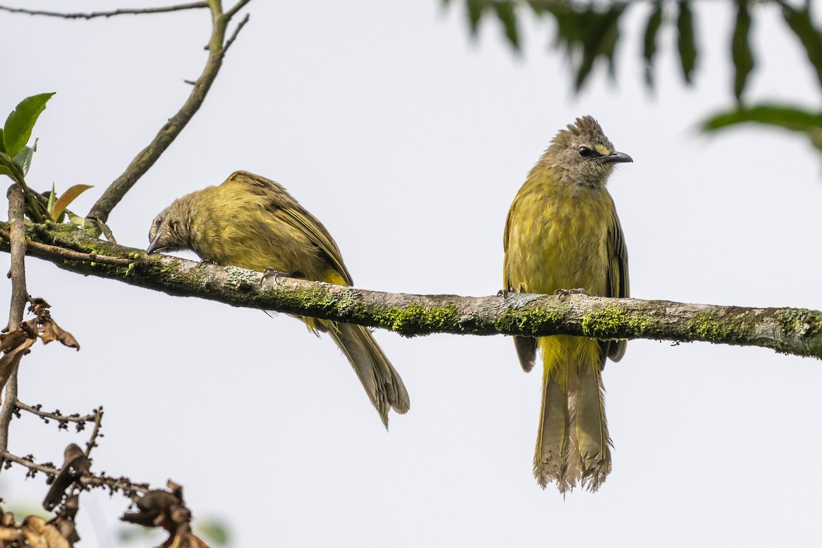 Flavescent Bulbul - ML641147669