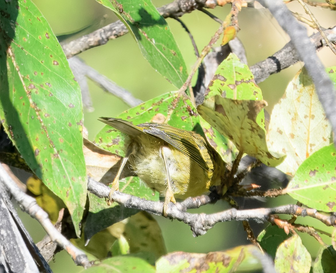 Nashville Warbler - ML641147674