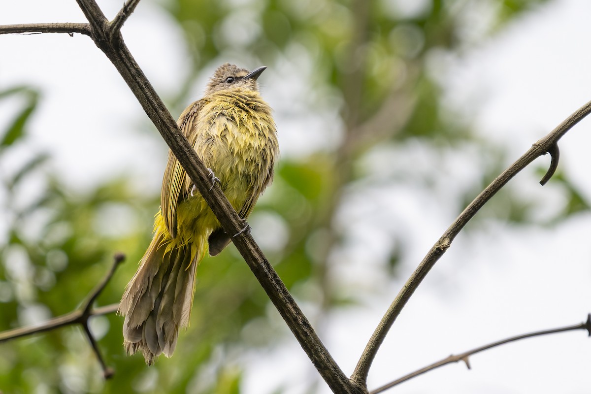 Flavescent Bulbul - ML641147676