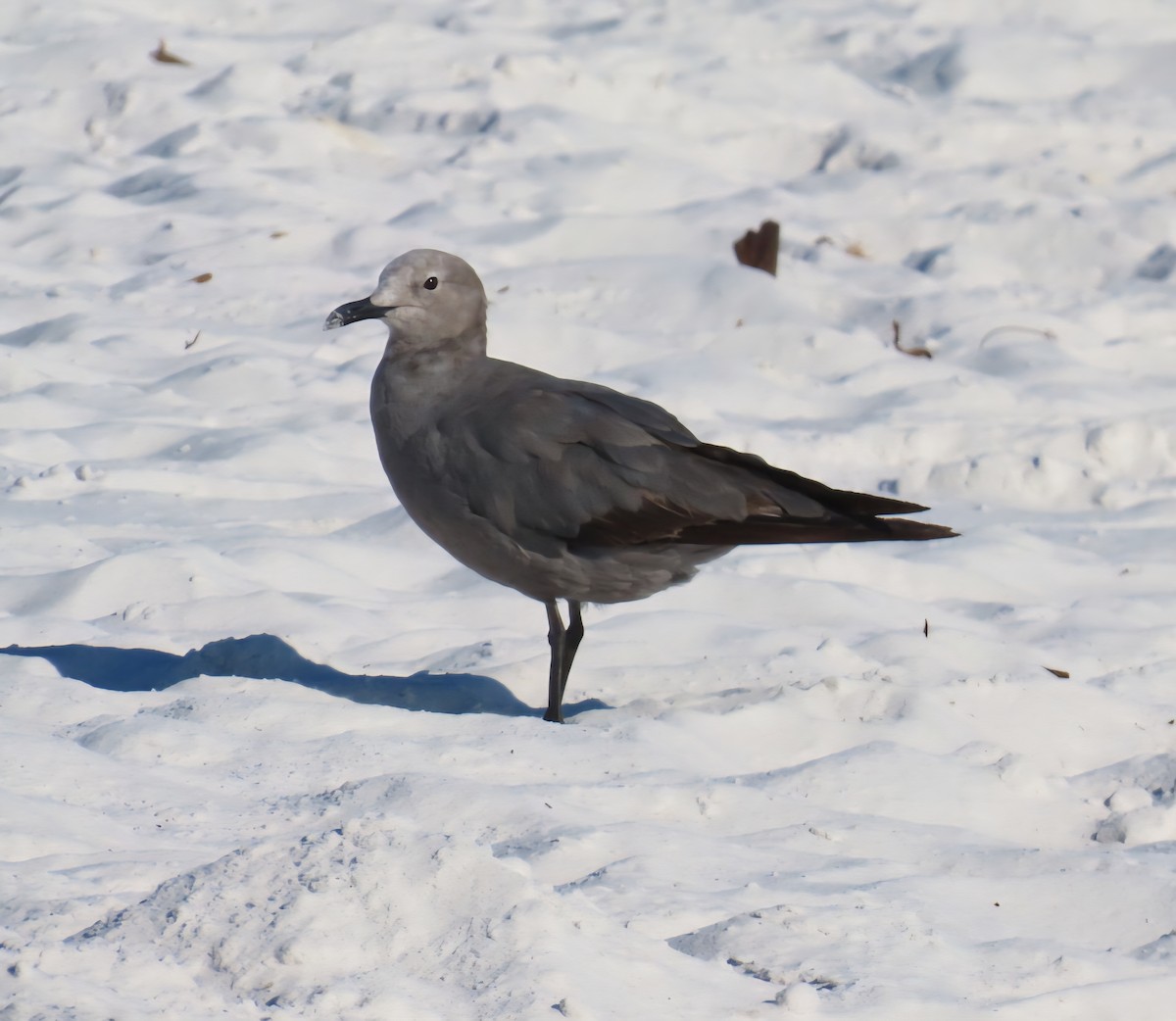 Goéland gris - ML641147678