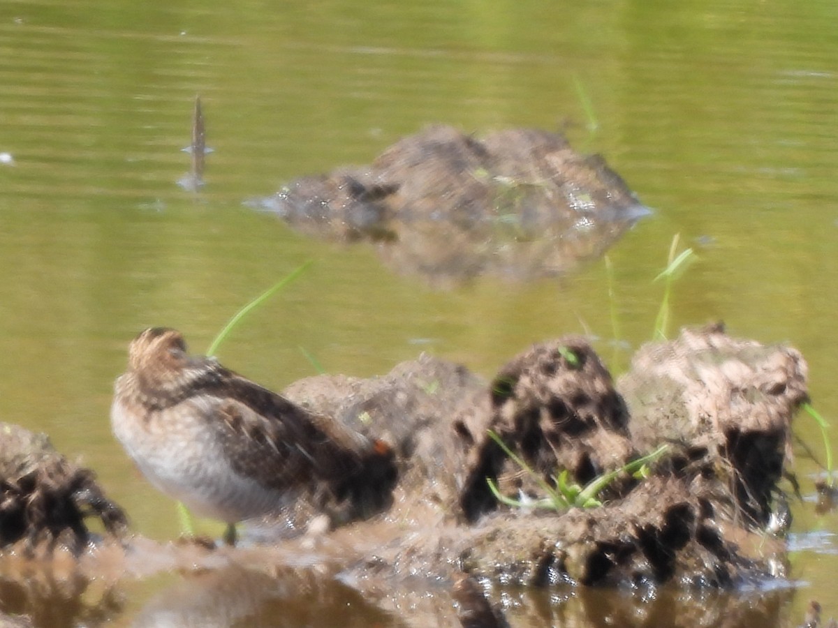 bekasina severoamerická - ML641147699