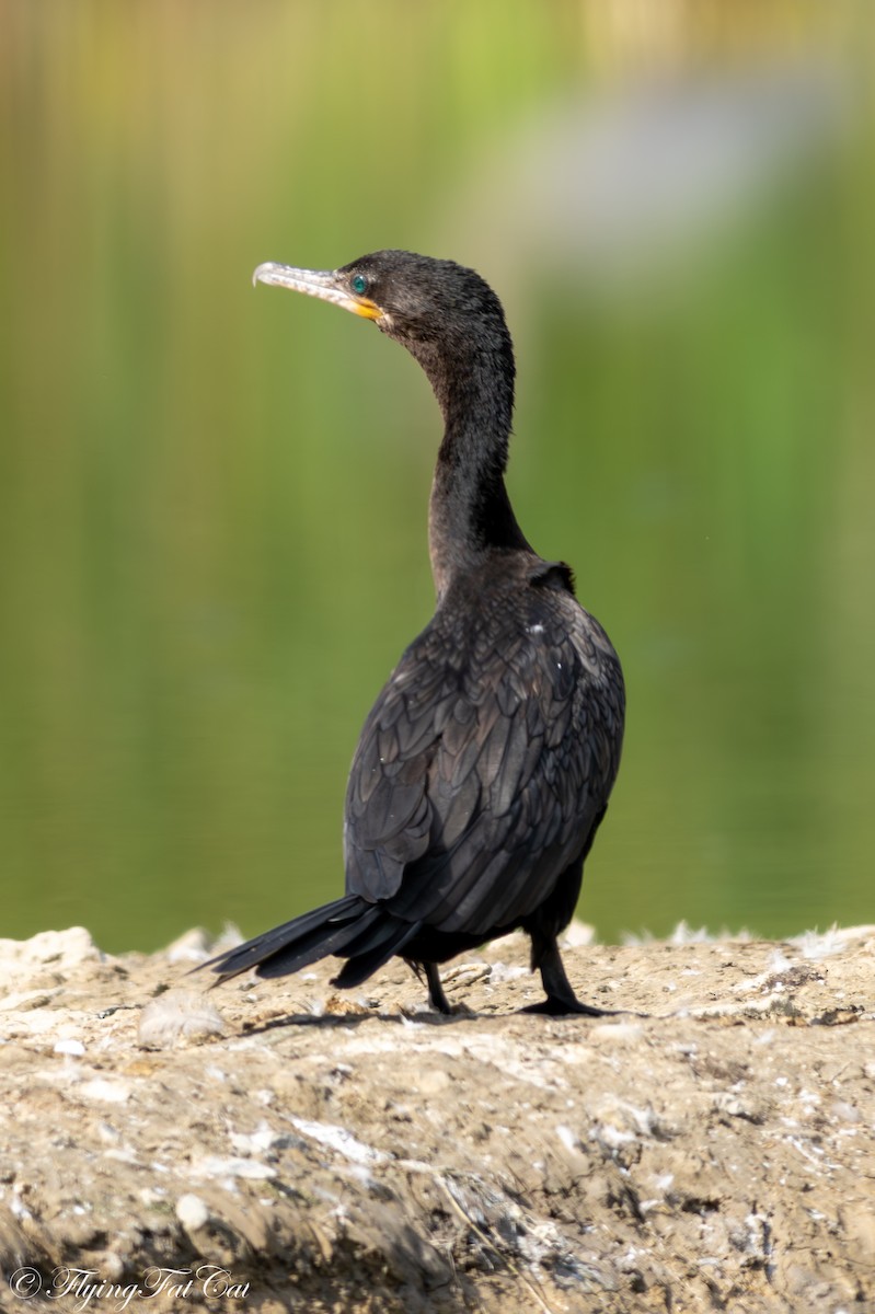 Cormoran vigua - ML641147705