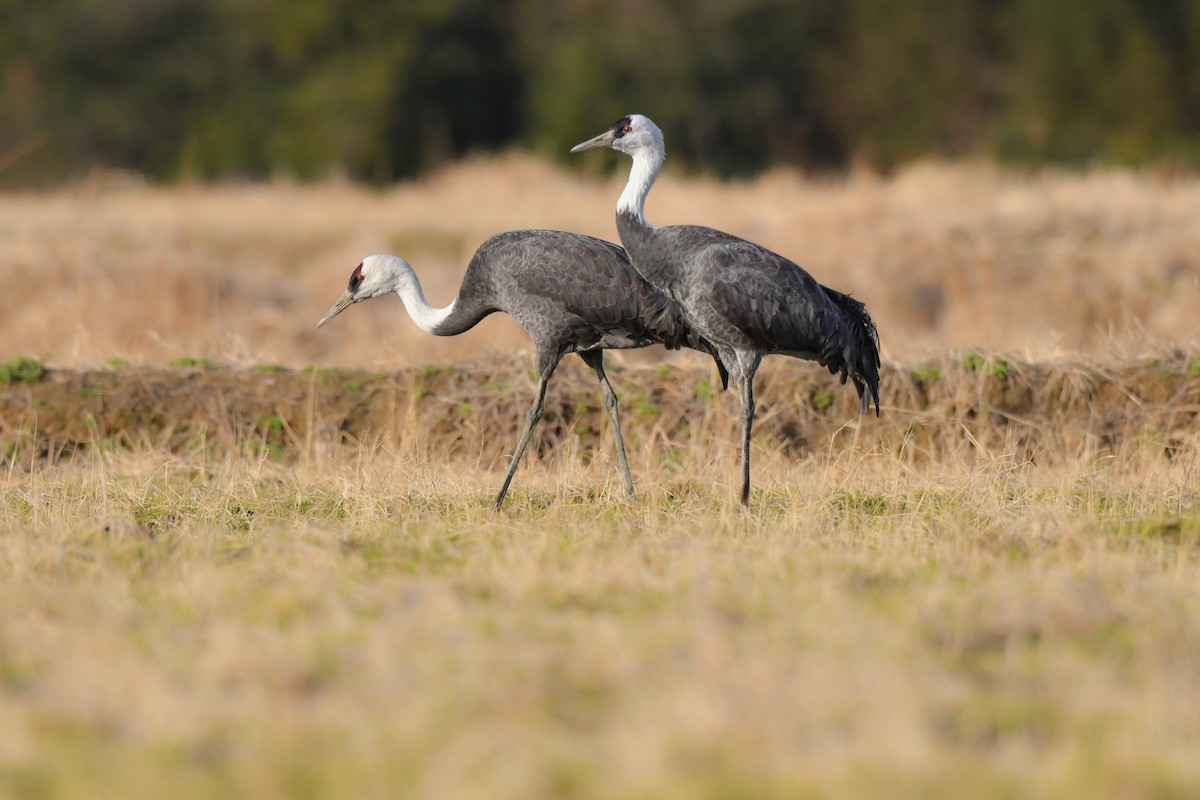 Hooded Crane - ML641147721