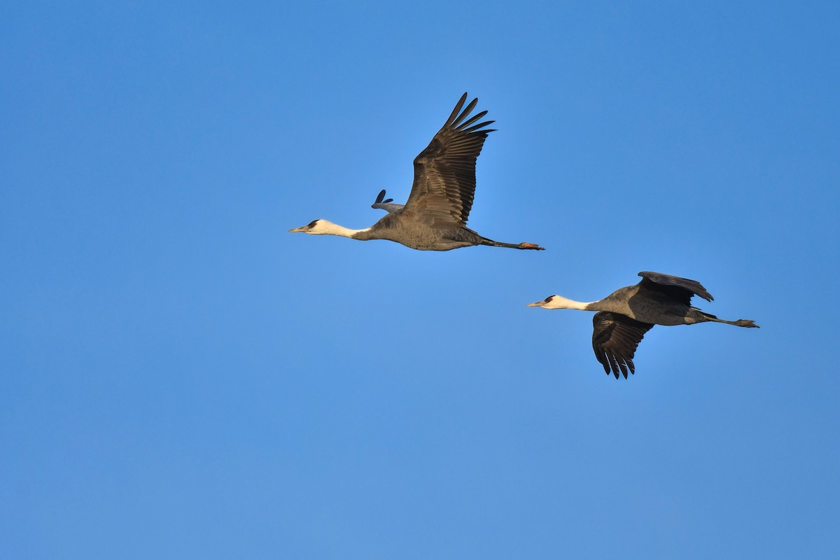 Hooded Crane - ML641147722