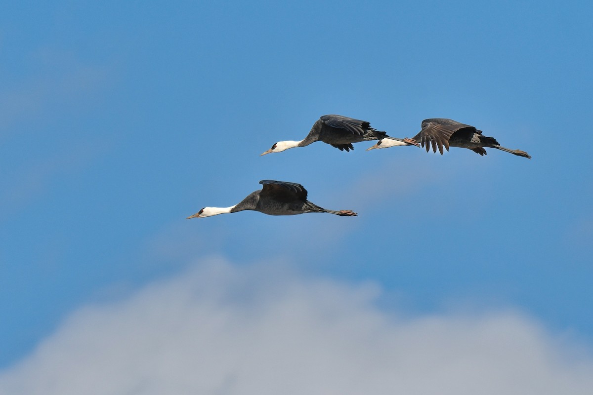 Hooded Crane - ML641147723