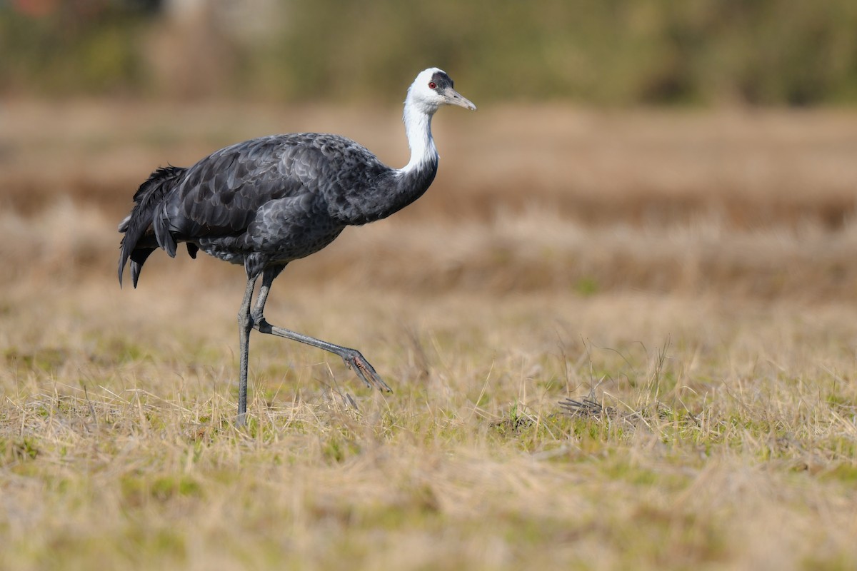 Hooded Crane - ML641147728