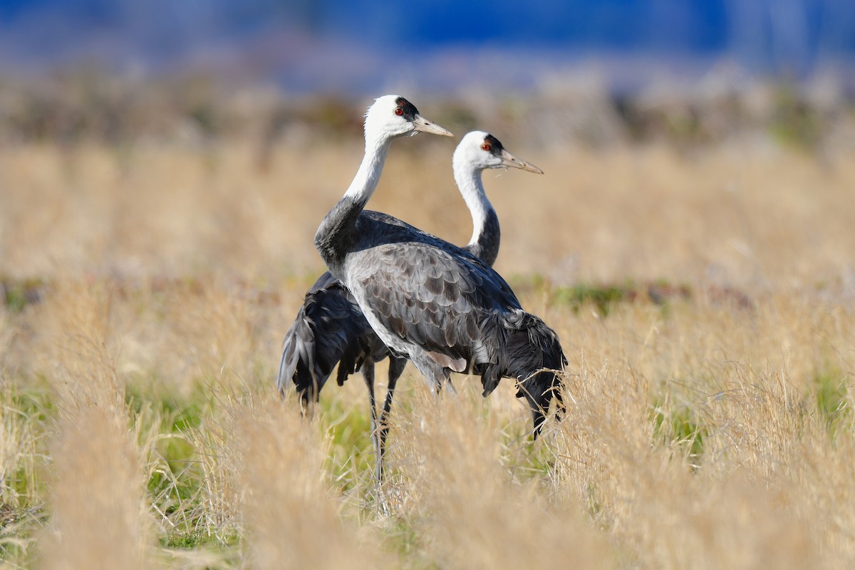 Hooded Crane - ML641147729