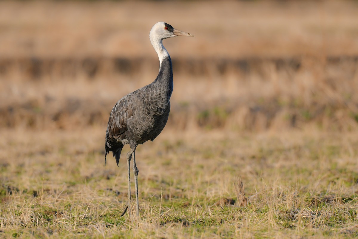 Hooded Crane - ML641147730