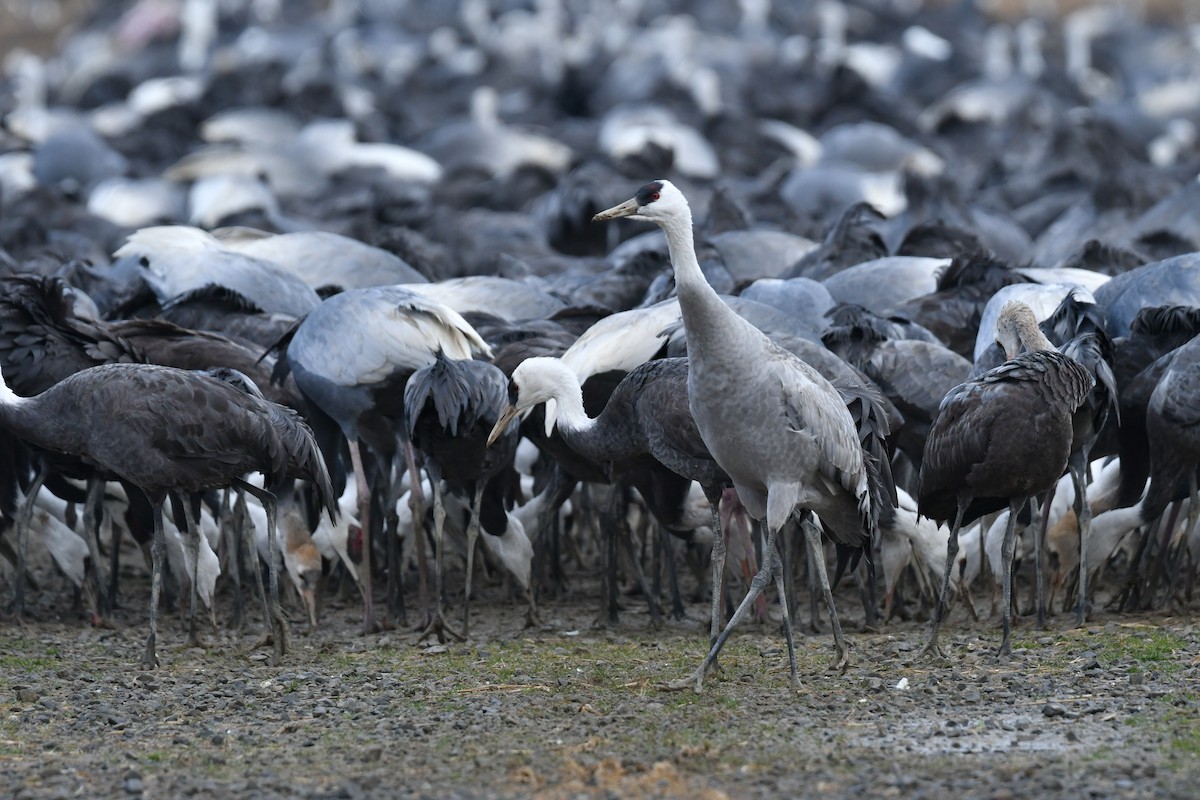 Hooded Crane - ML641147731