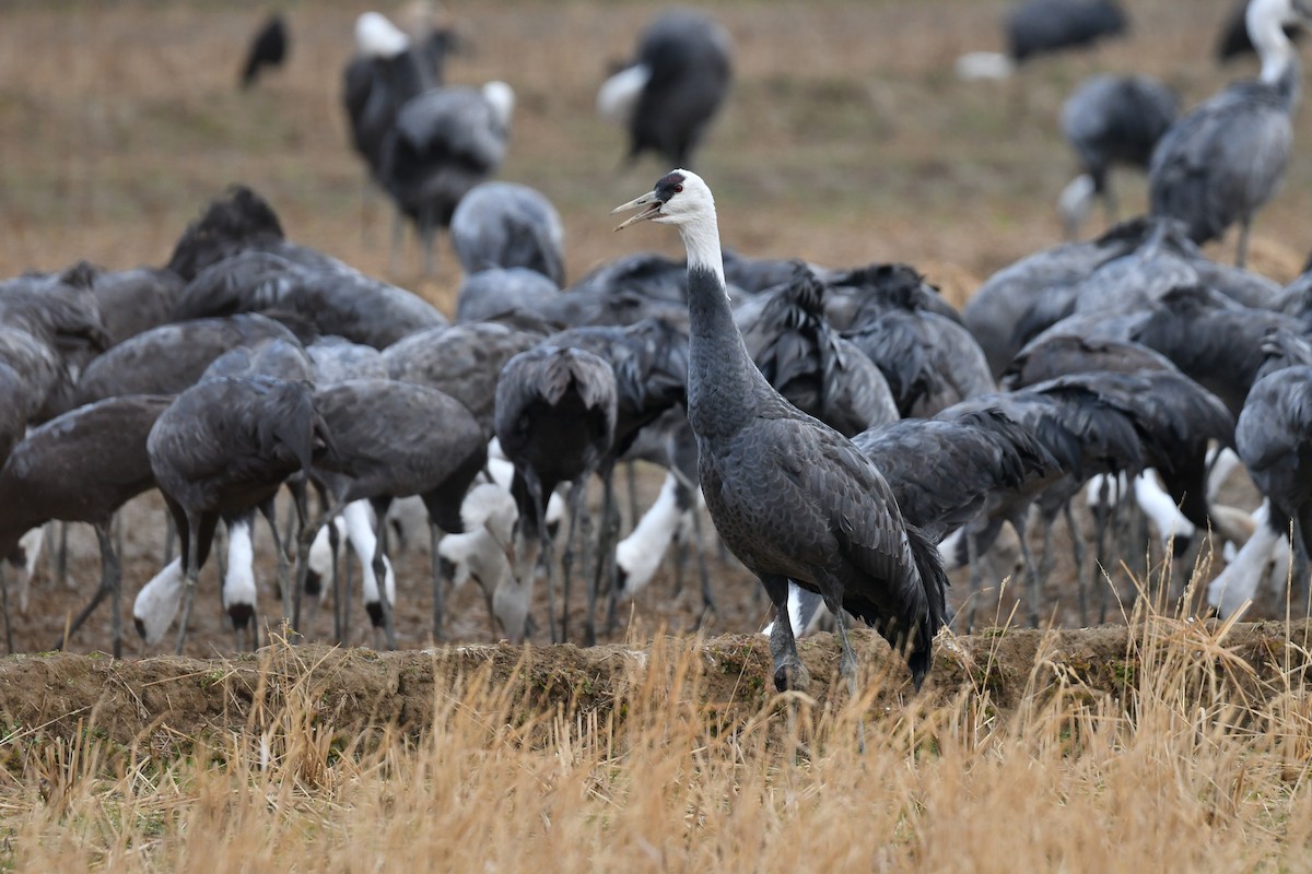 Hooded Crane - ML641147732