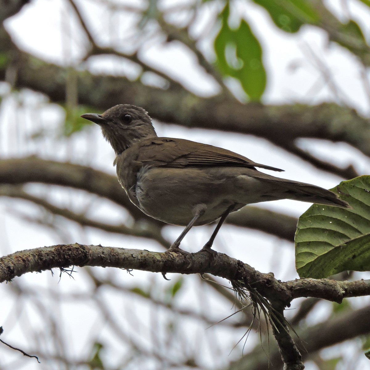 drozd bledoprsý - ML641147736