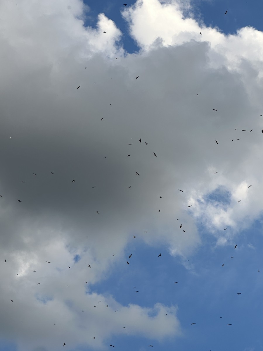 Mississippi Kite - ML641147737