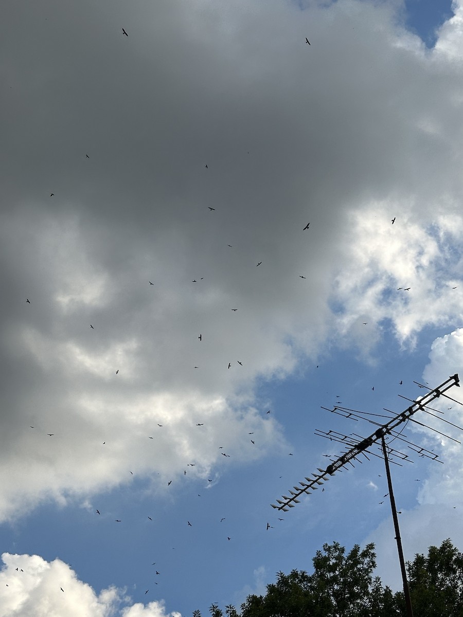 Mississippi Kite - ML641147738