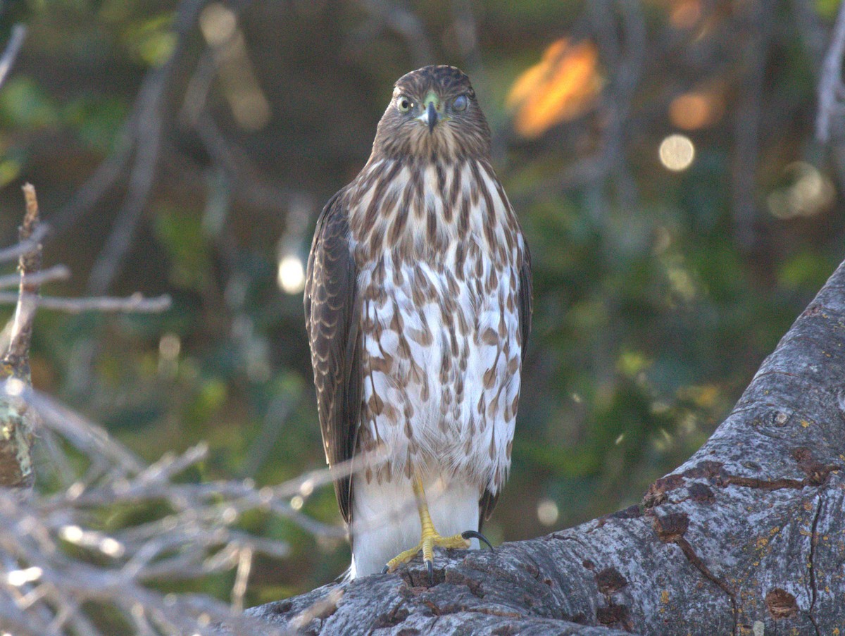 jestřáb americký - ML641147742