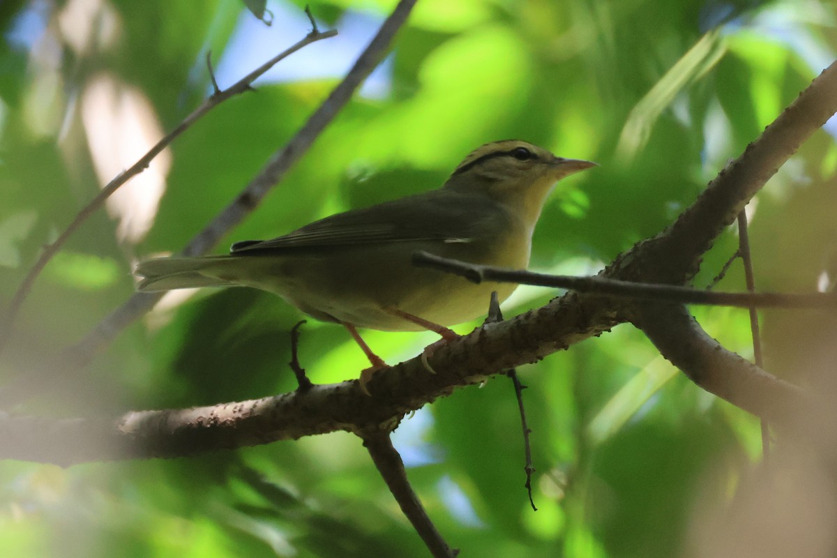 Worm-eating Warbler - ML641147746