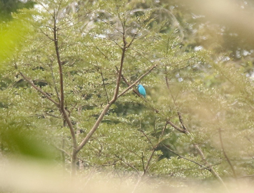 Plum-throated Cotinga - ML641147759