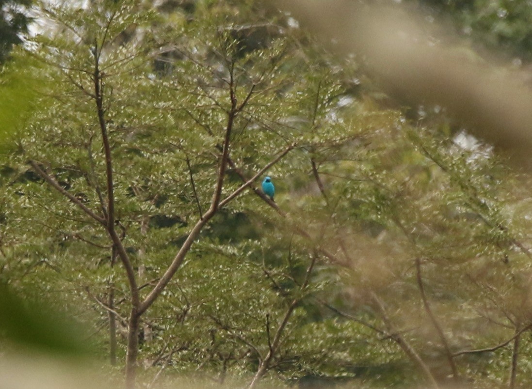 Plum-throated Cotinga - ML641147760