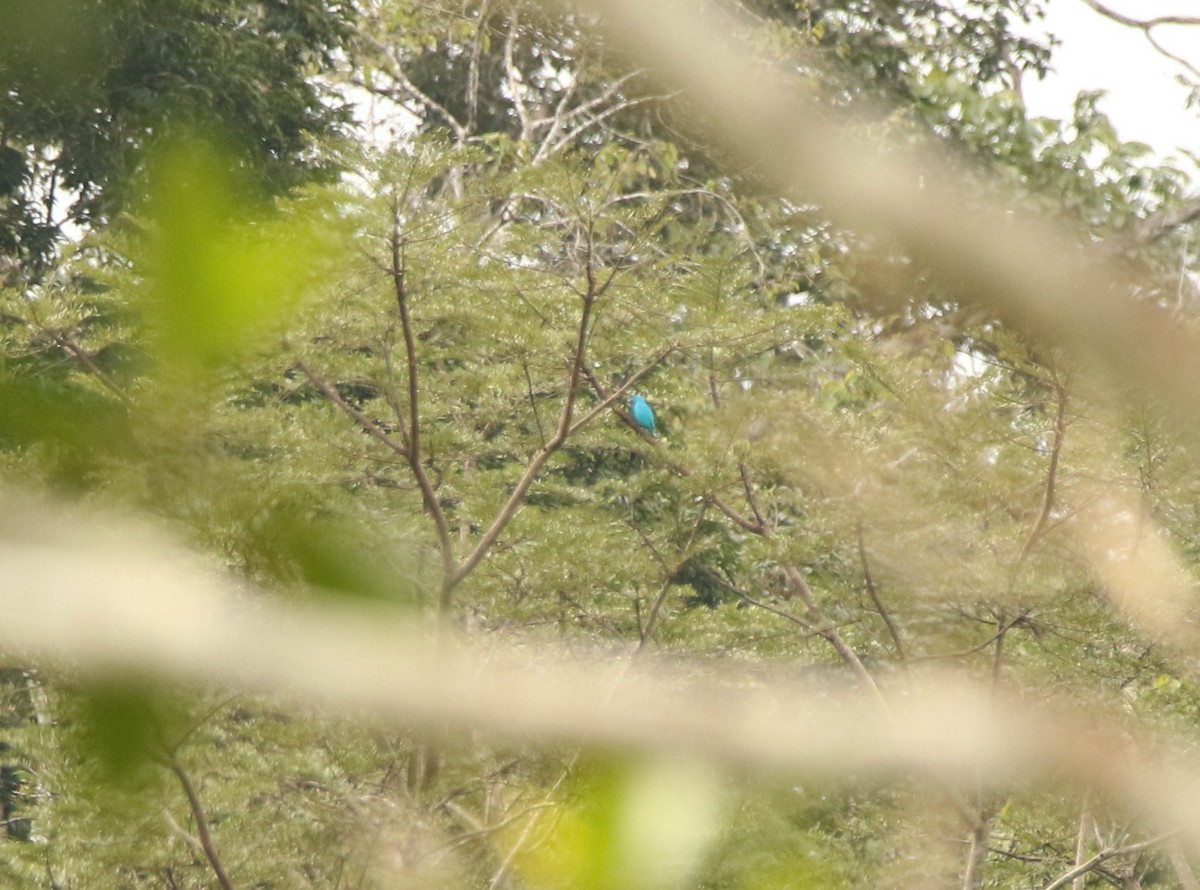 Plum-throated Cotinga - ML641147761