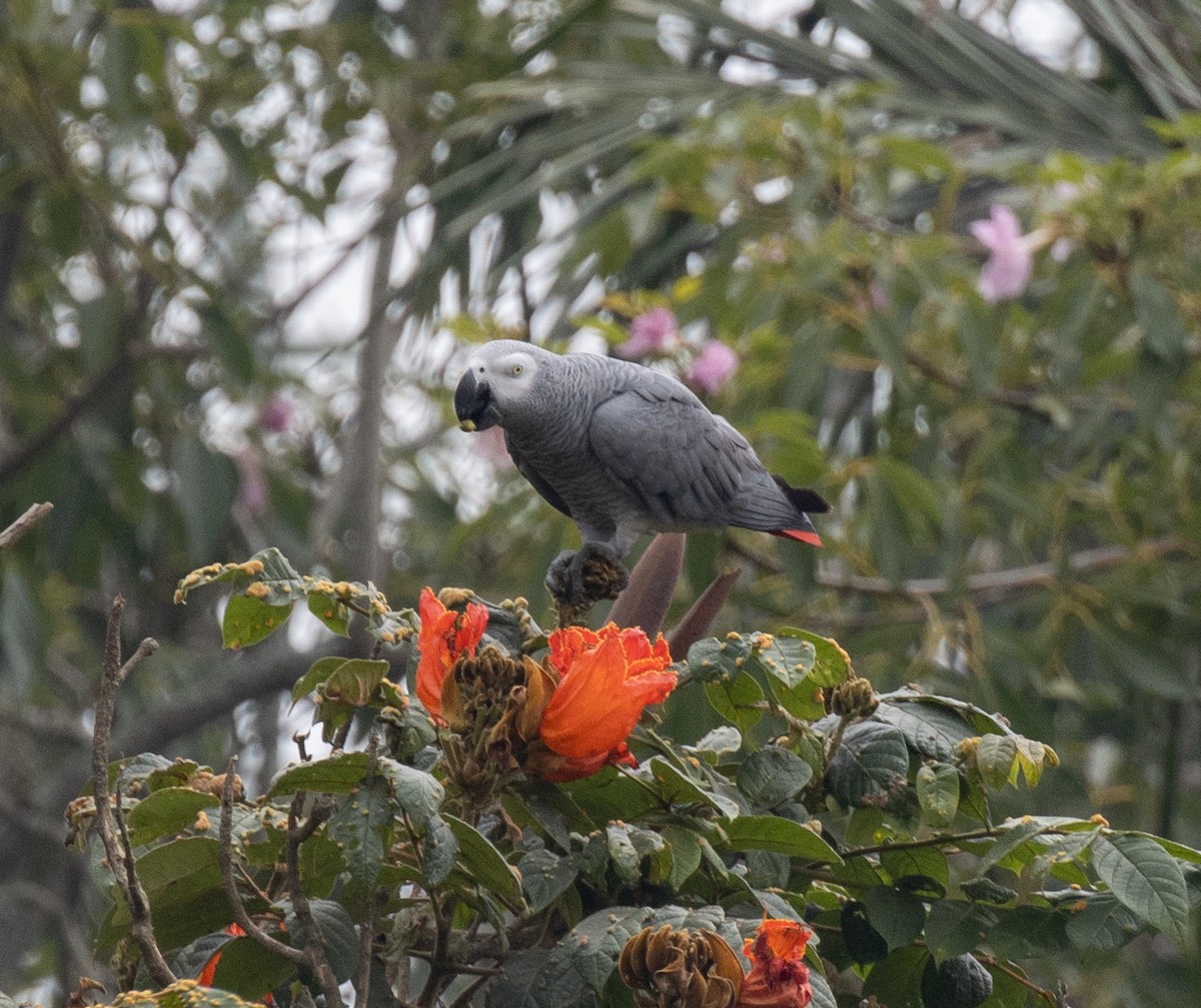 Gray Parrot - ML641147763