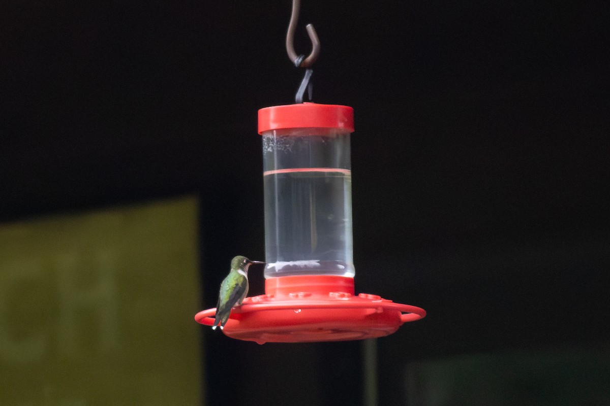 Ruby-throated Hummingbird - ML641147768