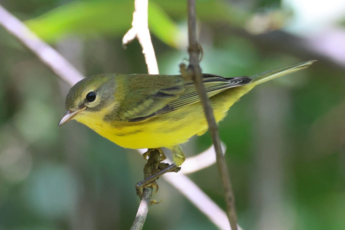 Prairie Warbler - ML641147772