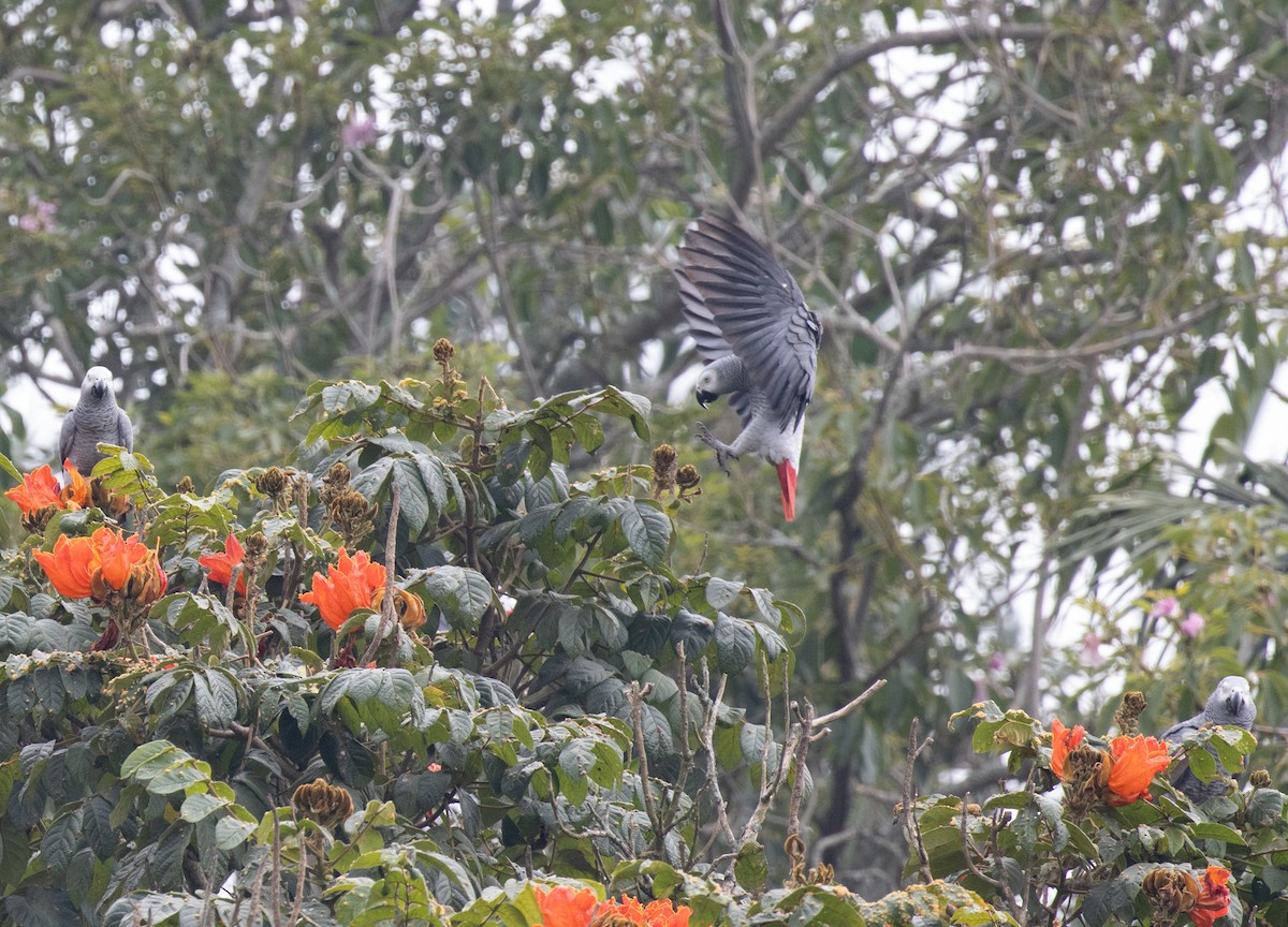 Gray Parrot - ML641147776