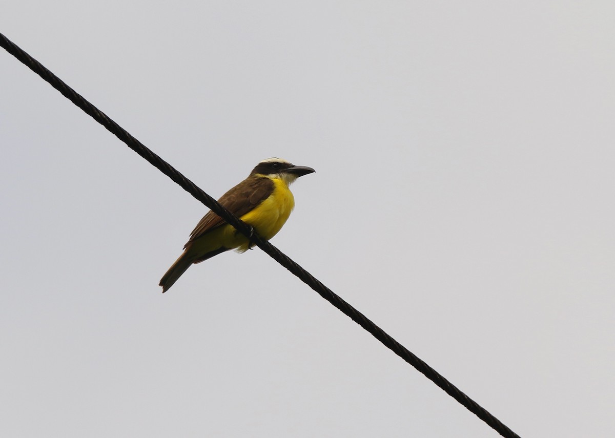 båtnebbtyrann - ML641147777