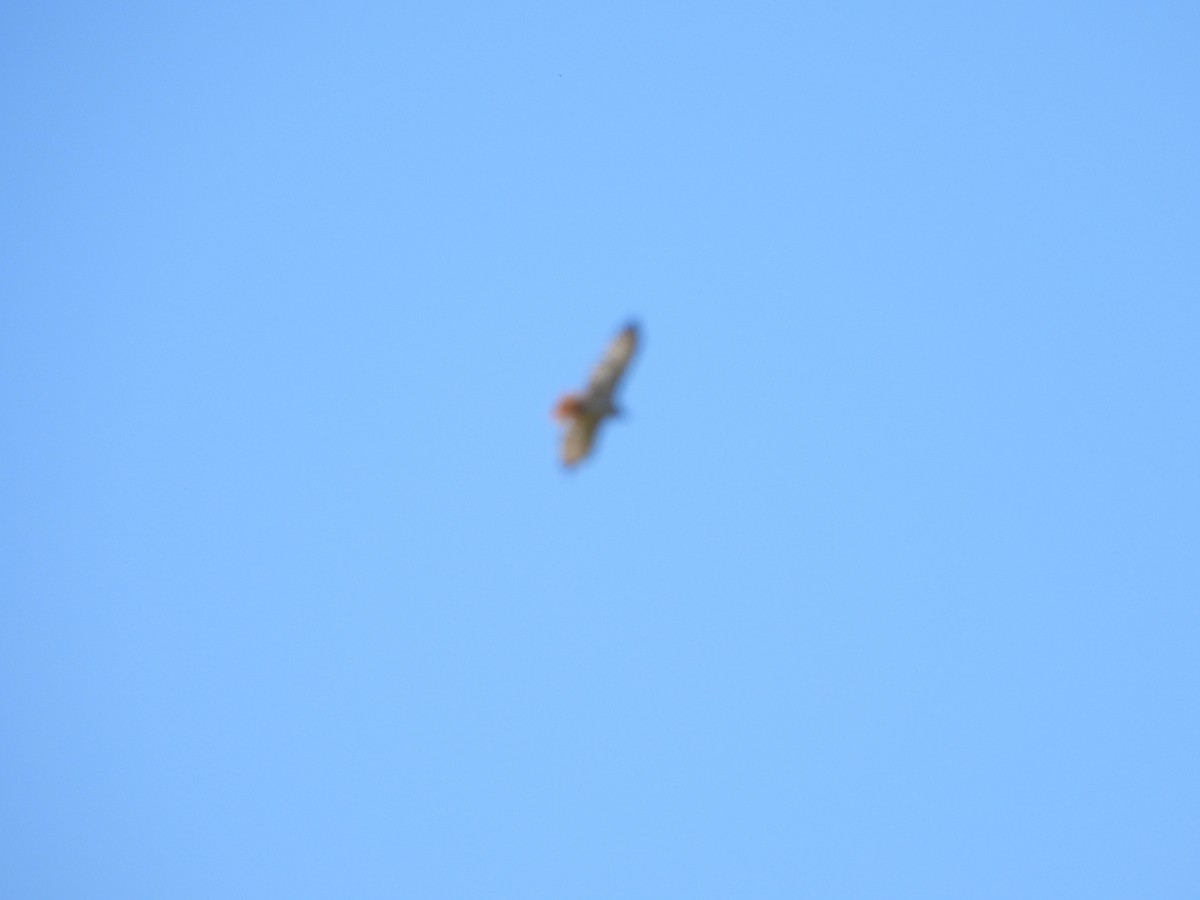 Red-tailed Hawk - ML641147781