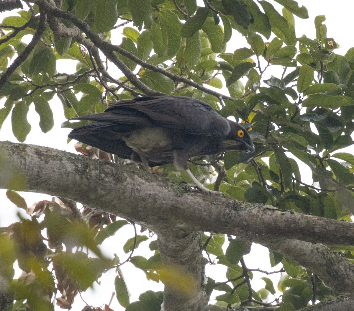 Bat Hawk - ML641147806
