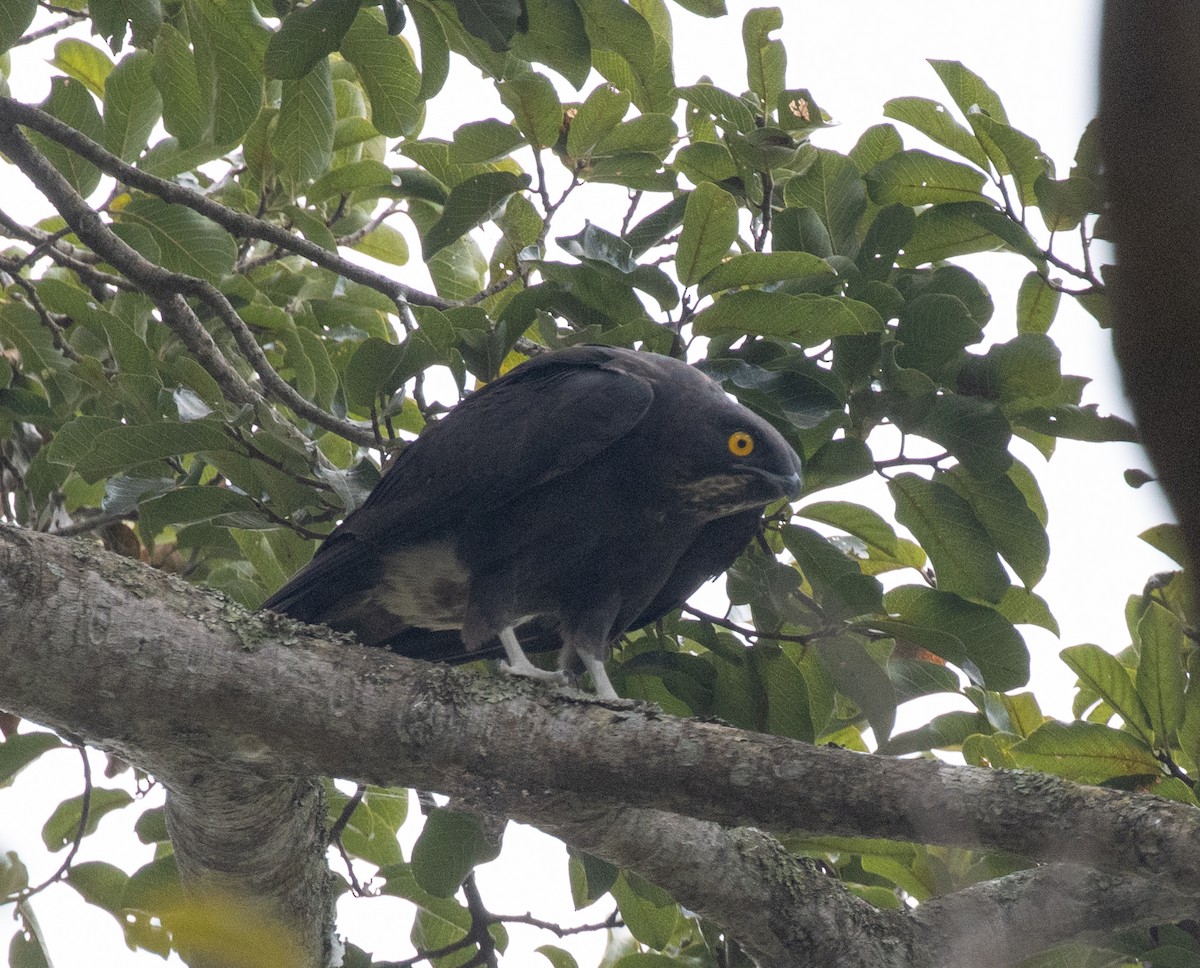 Bat Hawk - ML641147816