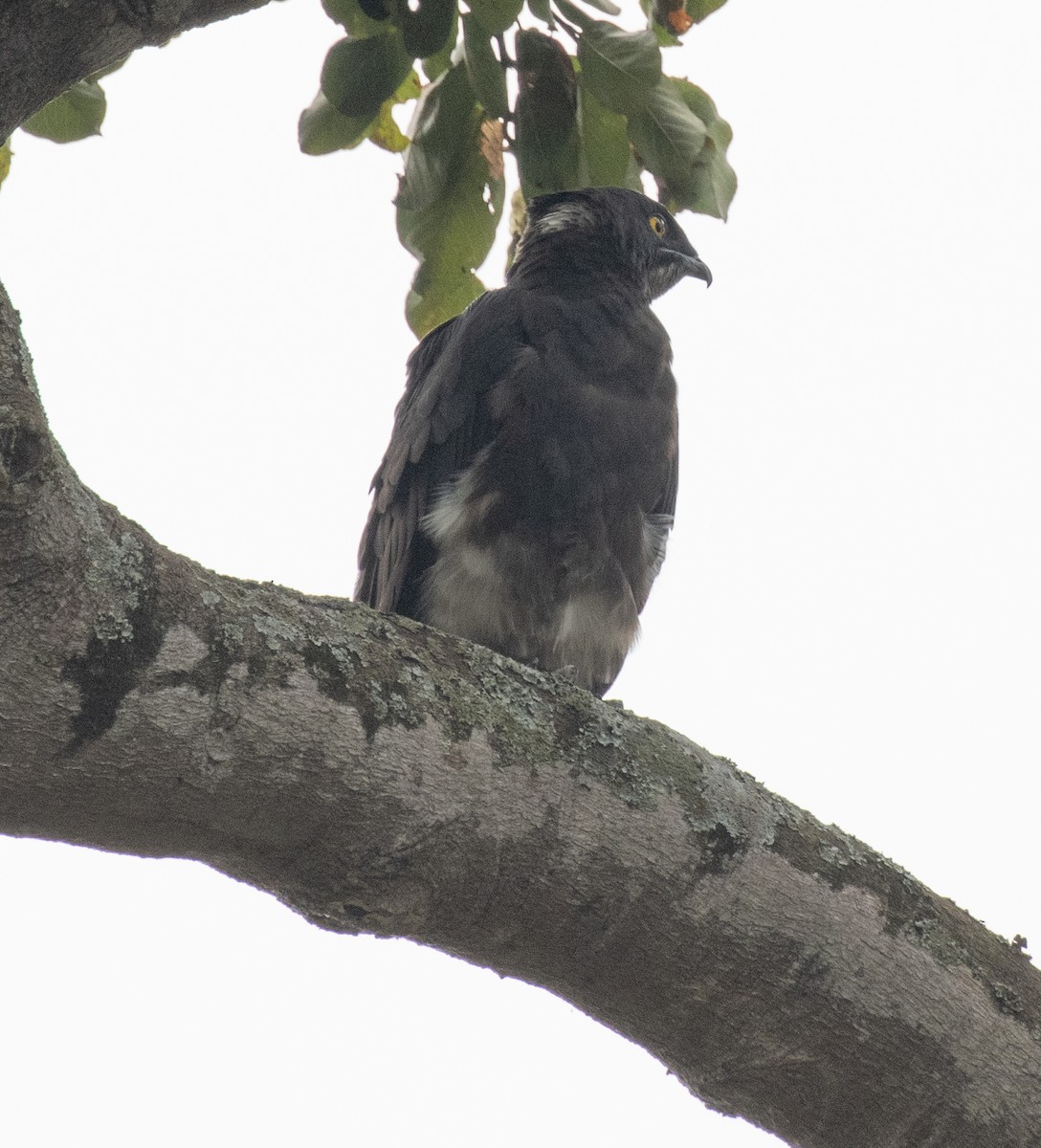 Bat Hawk - ML641147821
