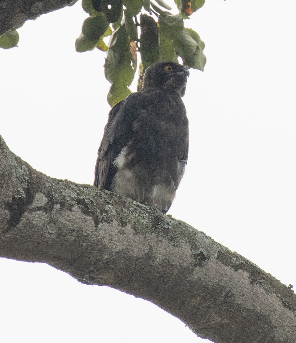 Bat Hawk - ML641147825