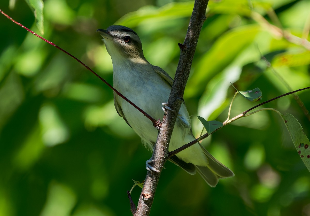 Red-eyed Vireo - ML641147843
