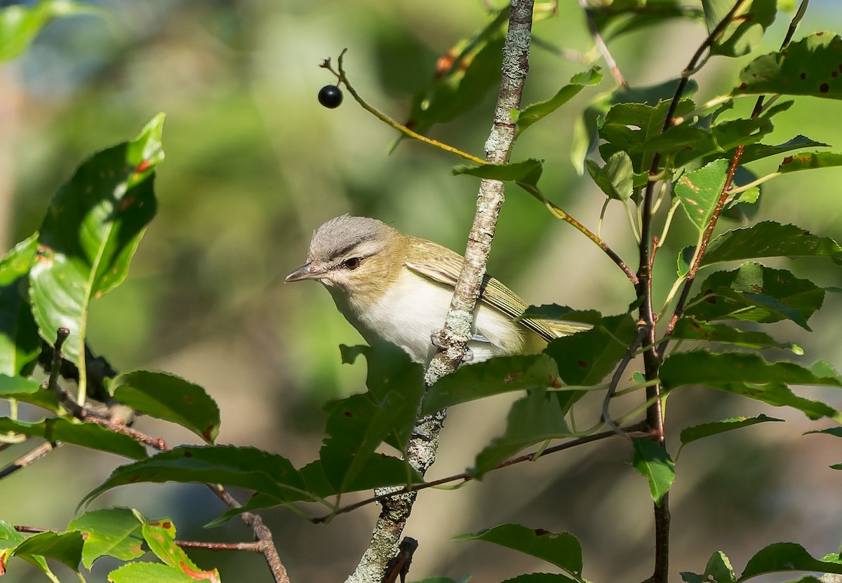 Red-eyed Vireo - ML641147847
