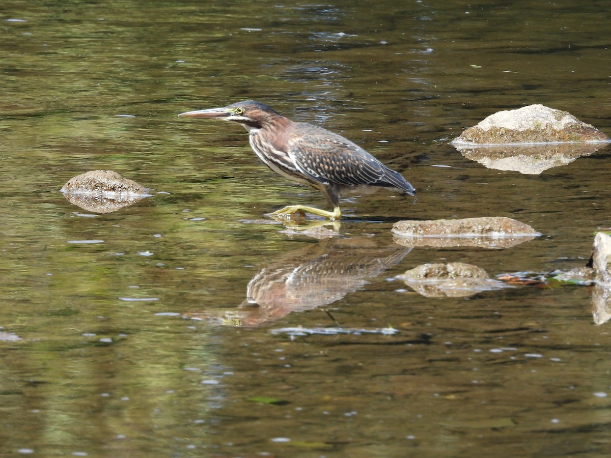 Green Heron - ML641147848