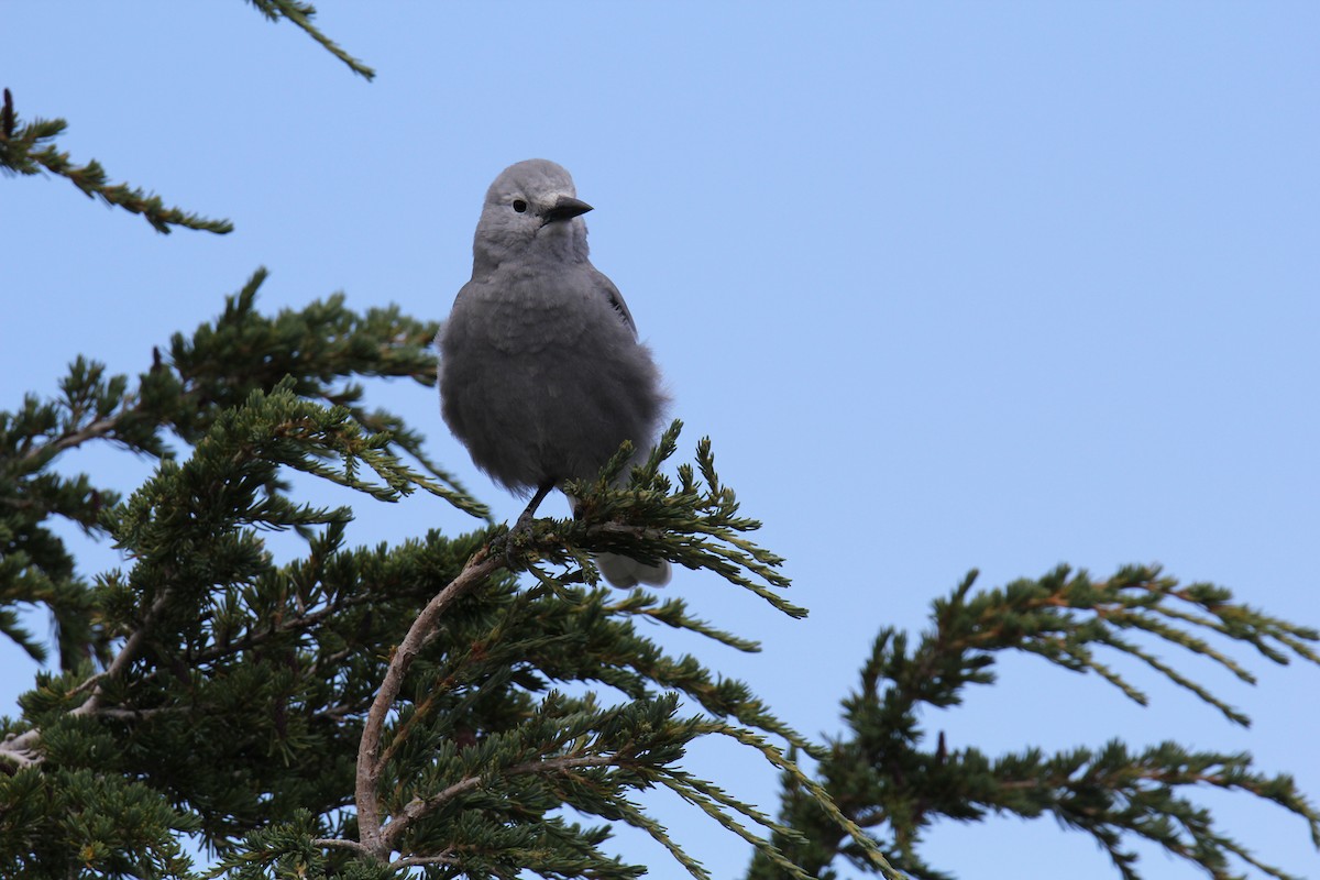 ořešník americký - ML641147861