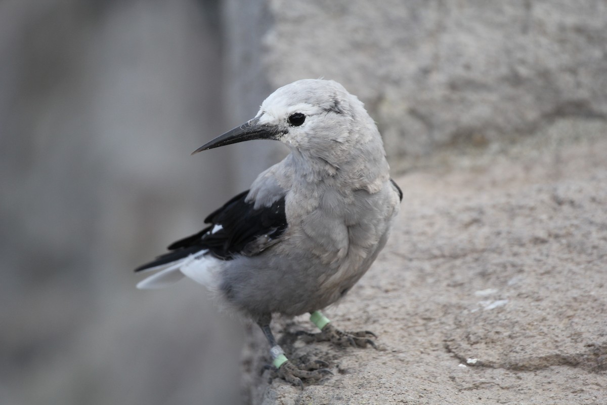 ořešník americký - ML641147862