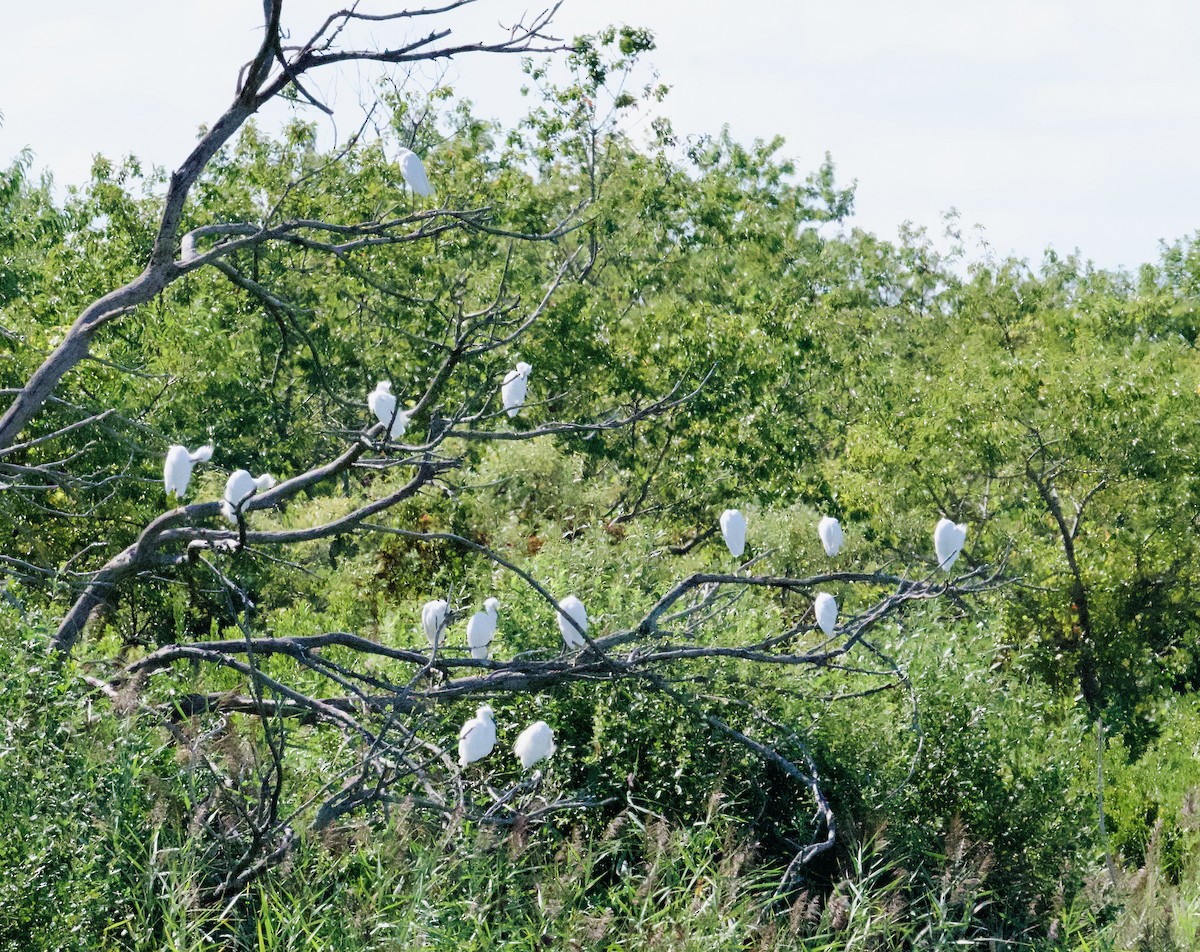 Snowy Egret - ML641147872
